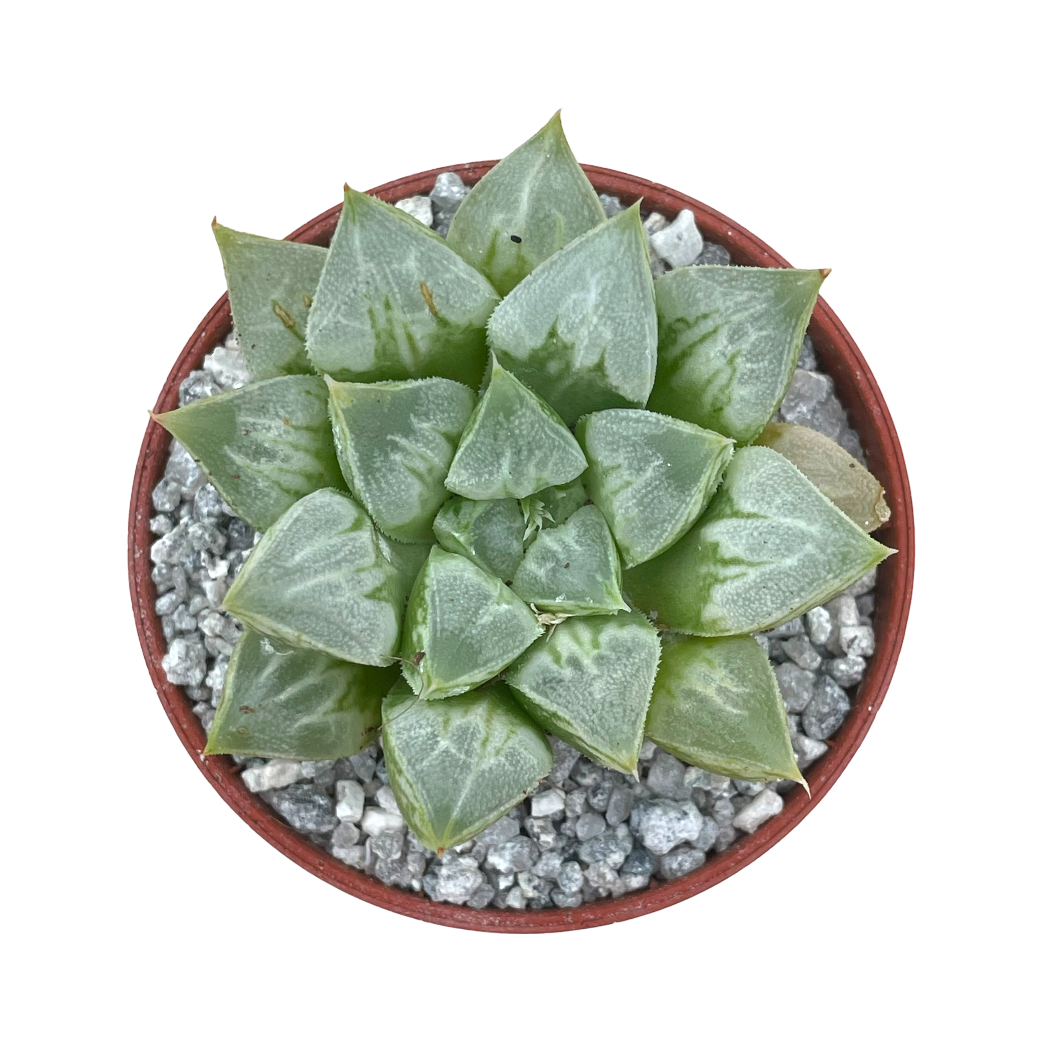 Haworthia 'Love Heart'