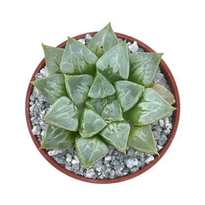 Haworthia 'Love Heart'