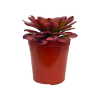 Aeonium 'Zwartkin' variegata