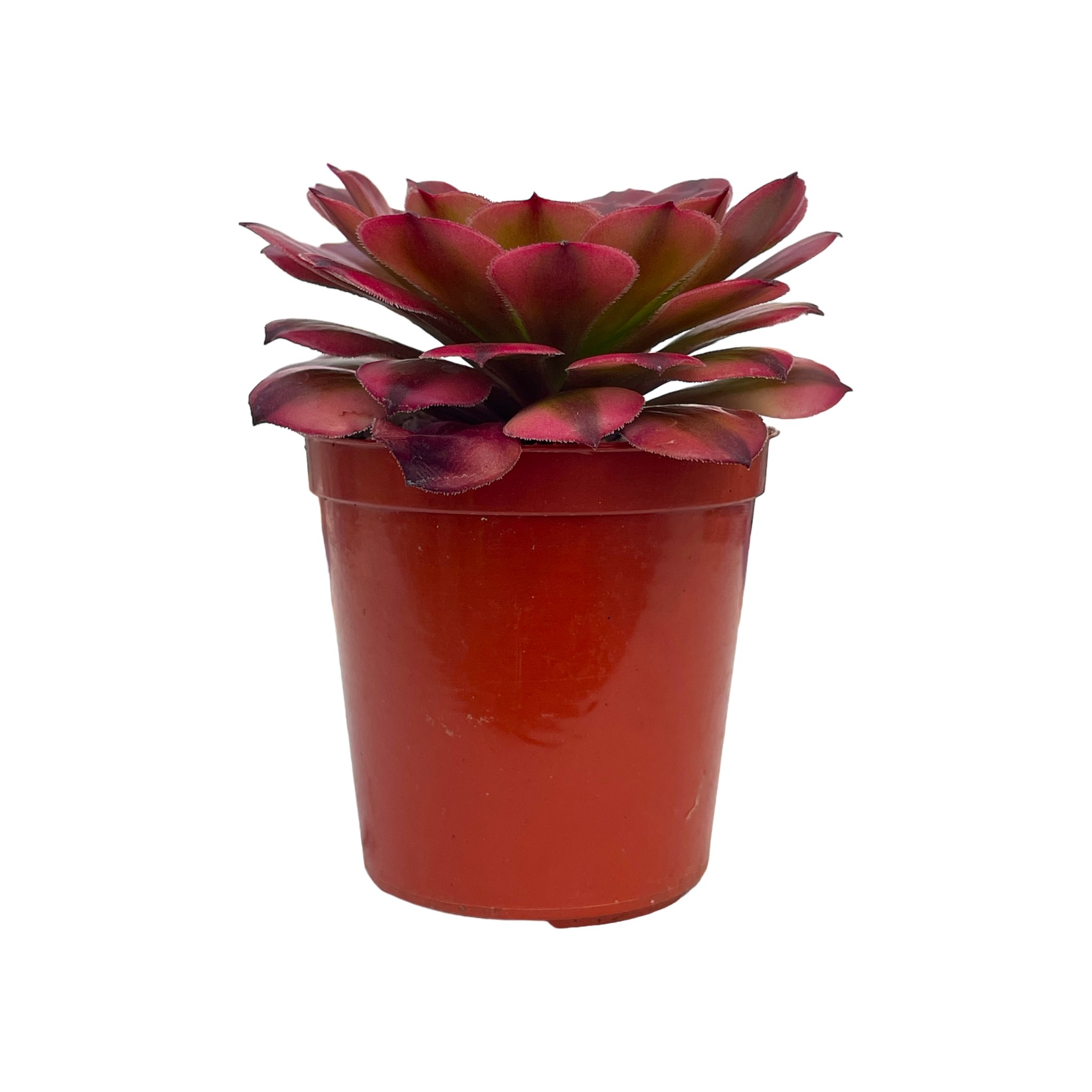 Aeonium 'Zwartkin' variegata