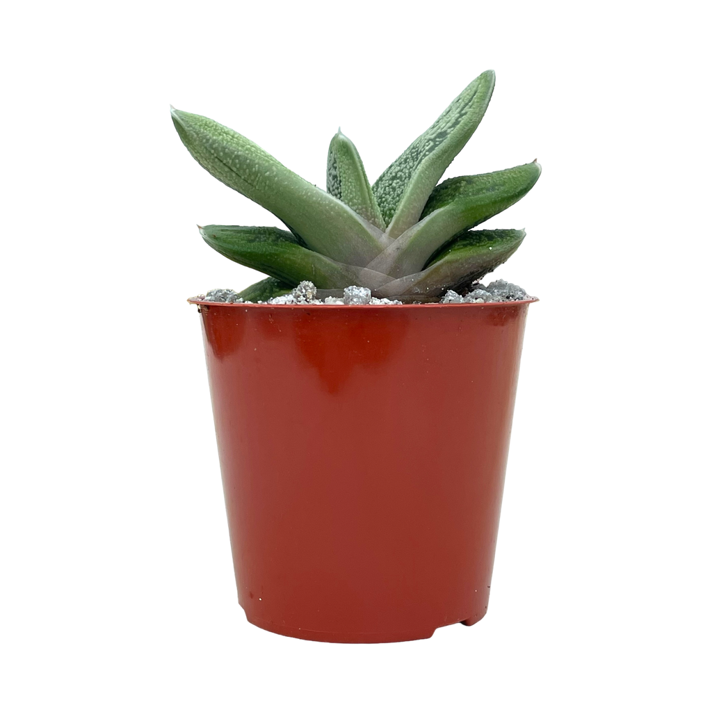 Gasteria 'Little Warty'
