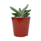 Gasteria 'Little Warty'