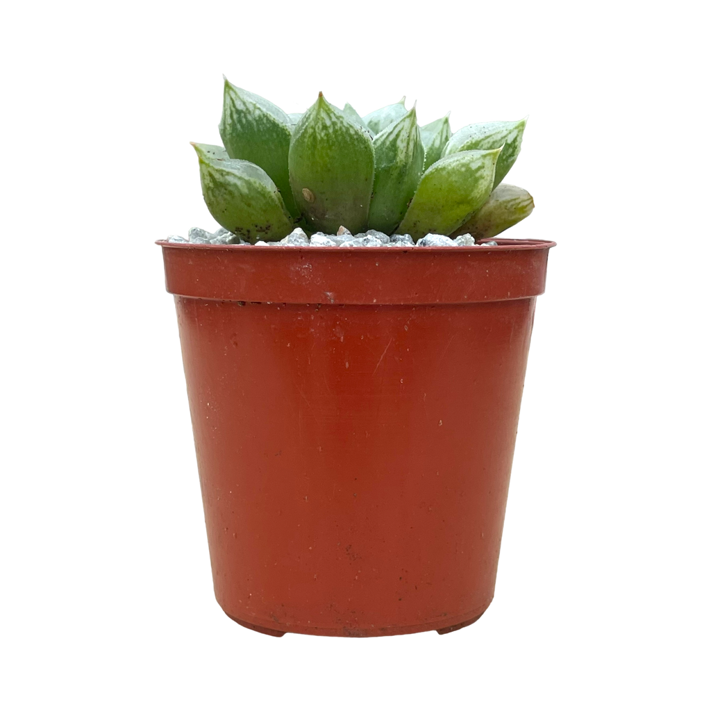 Haworthia 'Love Heart'