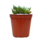 Haworthia 'Love Heart'