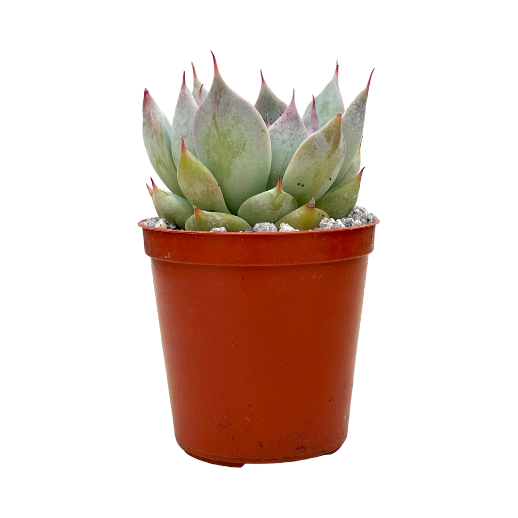 Echeveria colorata f. colorata