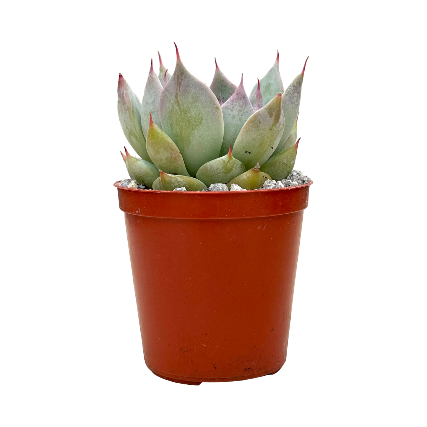 Echeveria colorata f. colorata