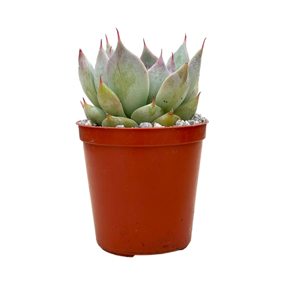 Echeveria colorata f. colorata