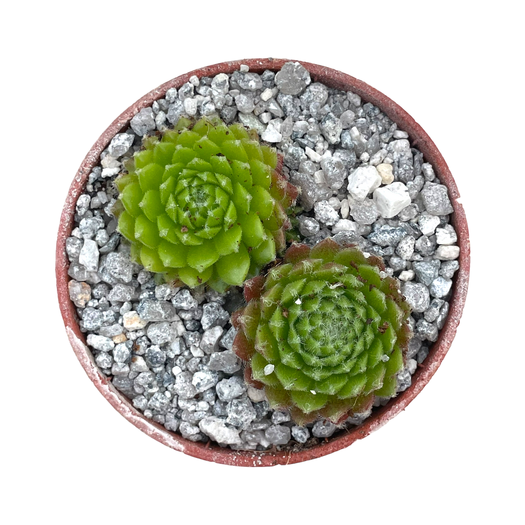 Sempervivum 'Ford's Springs'