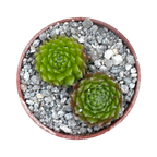 Sempervivum 'Ford's Springs'