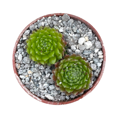 Sempervivum 'Ford's Springs'