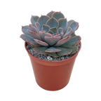 Echeveria secunda x shaviana