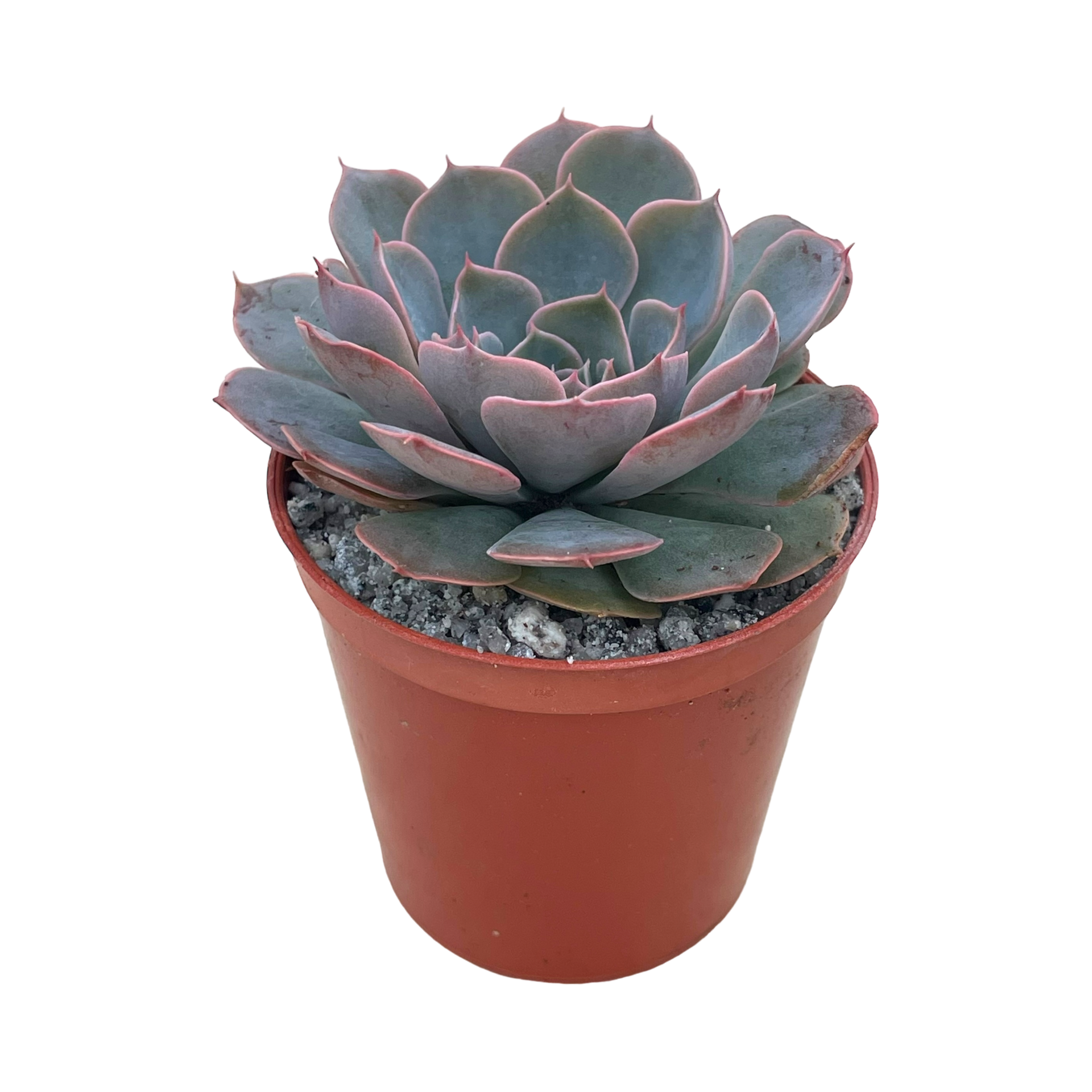 エケベリア セクンダ × シャビアナ – Surreal Succulents