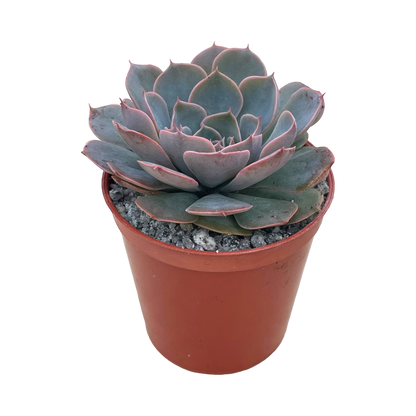 Echeveria secunda x shaviana