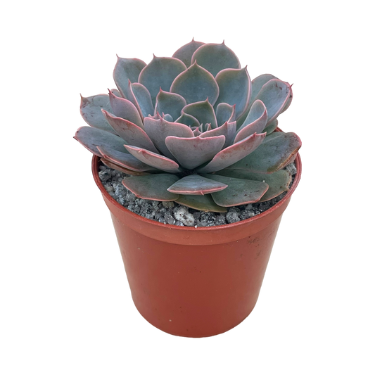 Echeveria secunda x shaviana