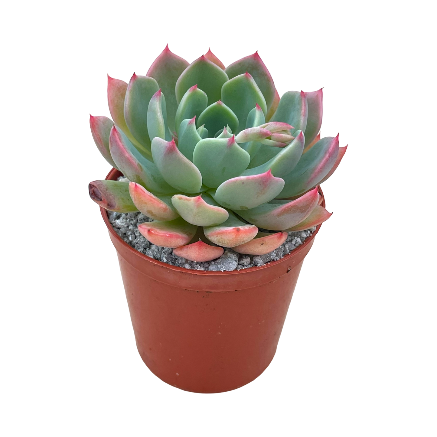 Echeveria minima 'Nanahukumini'