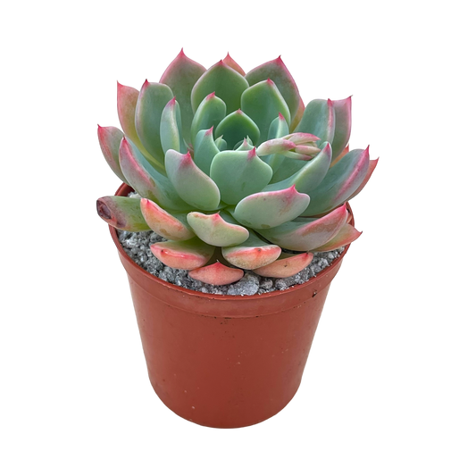 Echeveria 'Nana Mini Hook'