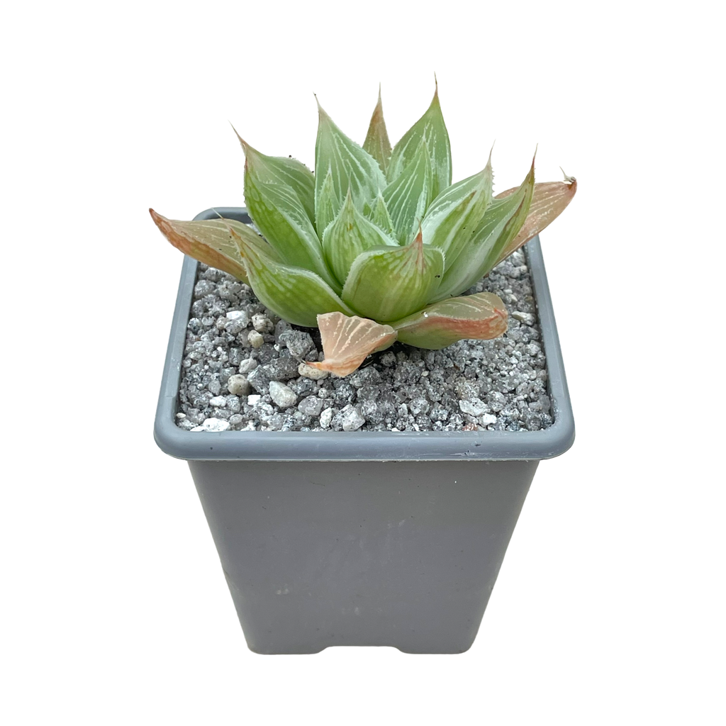 Haworthia 'White Ghost'