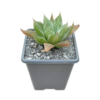 Haworthia 'White Ghost'