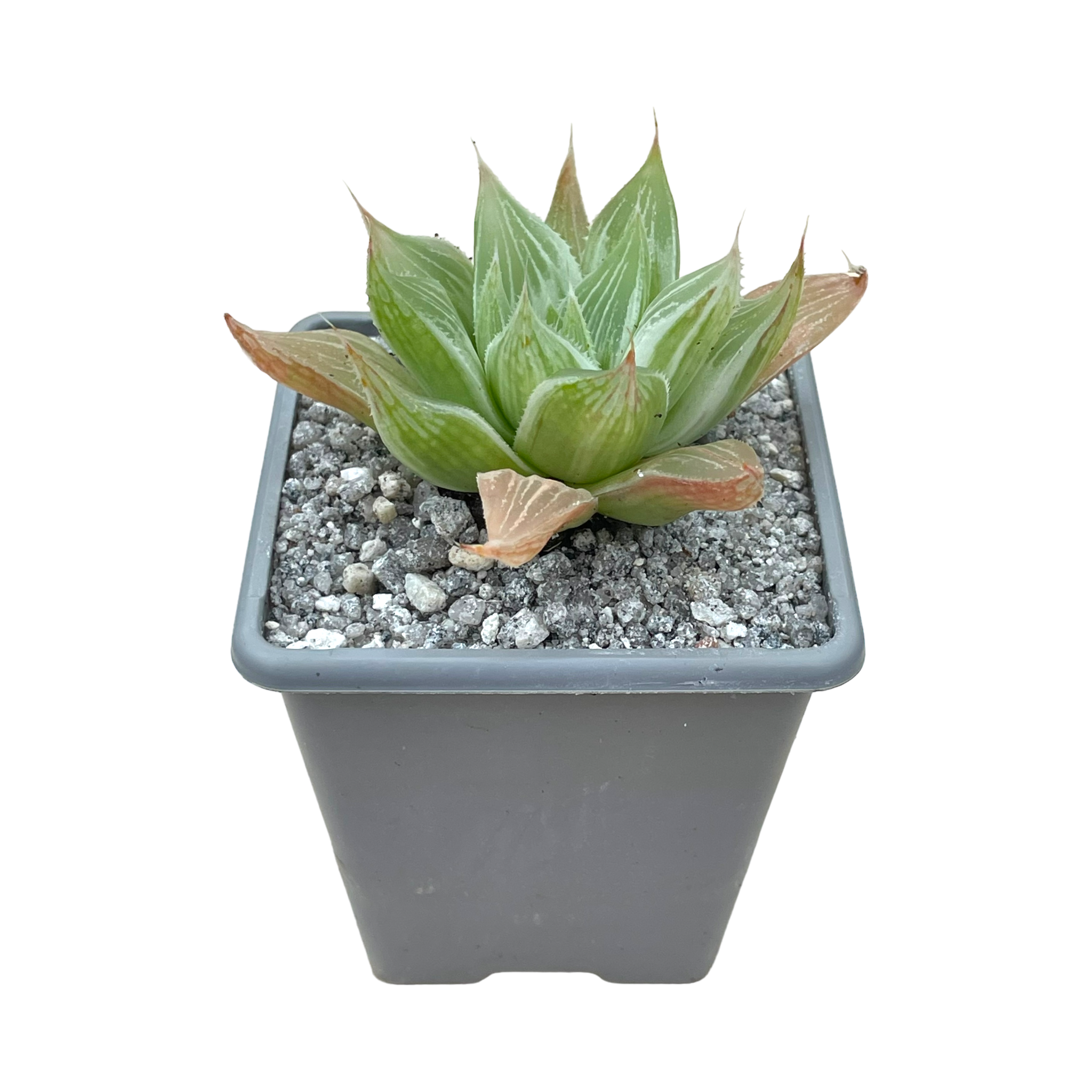 Haworthia 'White Ghost'