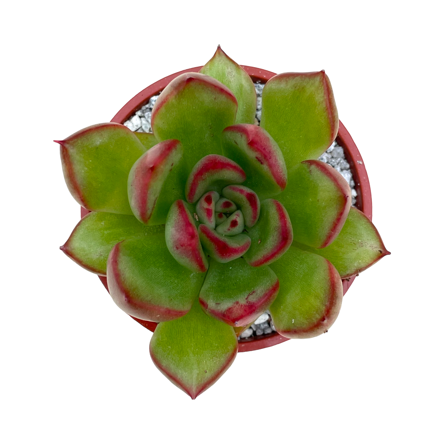 Echeveria agavoides x pulidonis