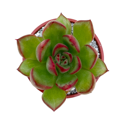 Echeveria agavoides x pulidonis