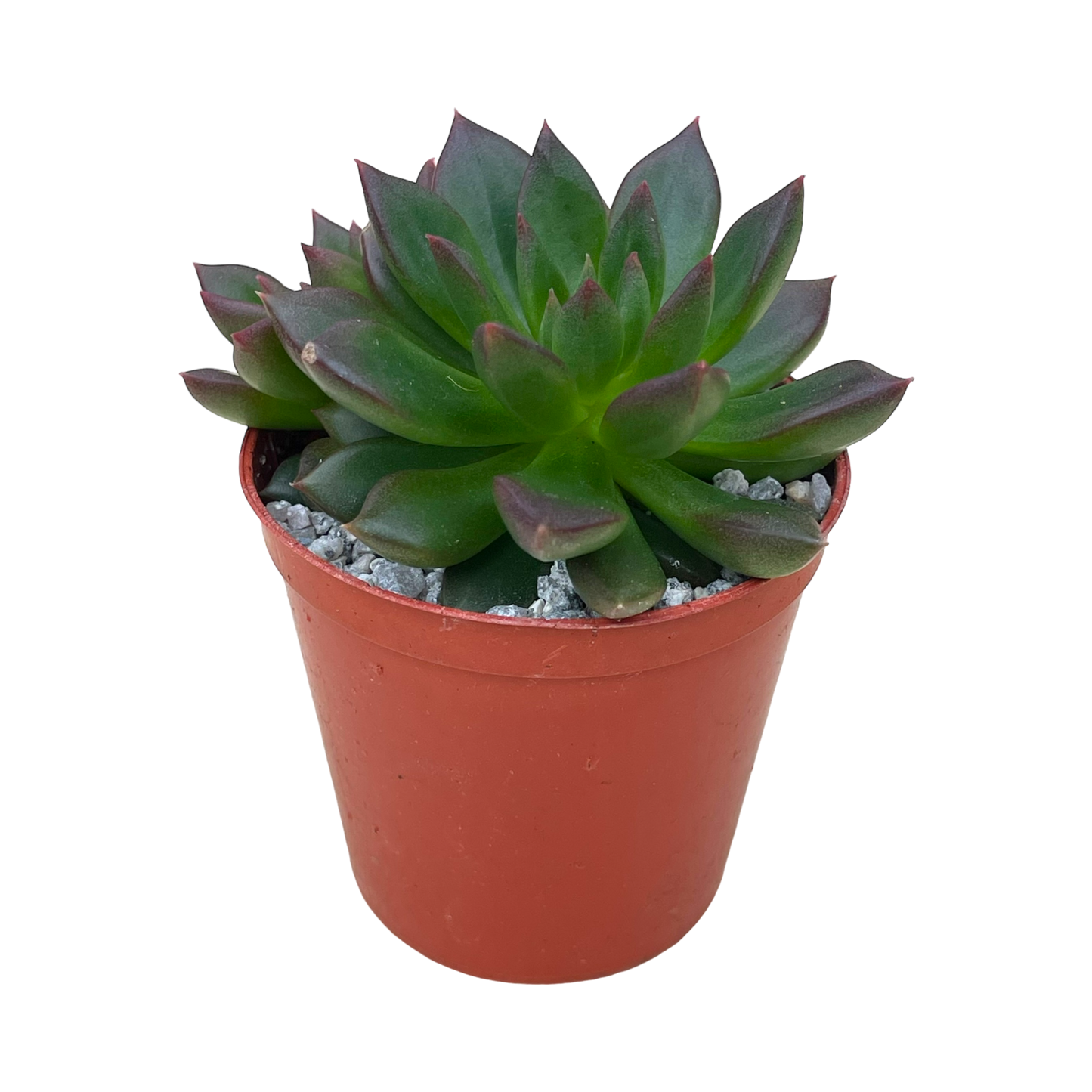 Echeveria 'Zodiac'