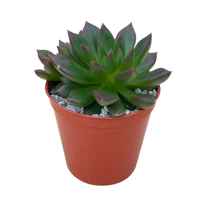 Echeveria 'Zodiac'