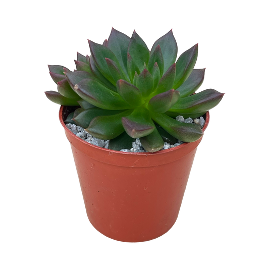 Echeveria 'Zodiac'