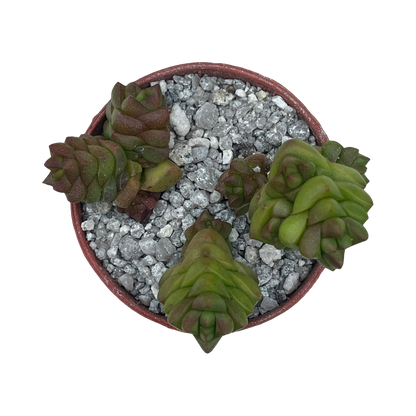 Crassula x marchandii