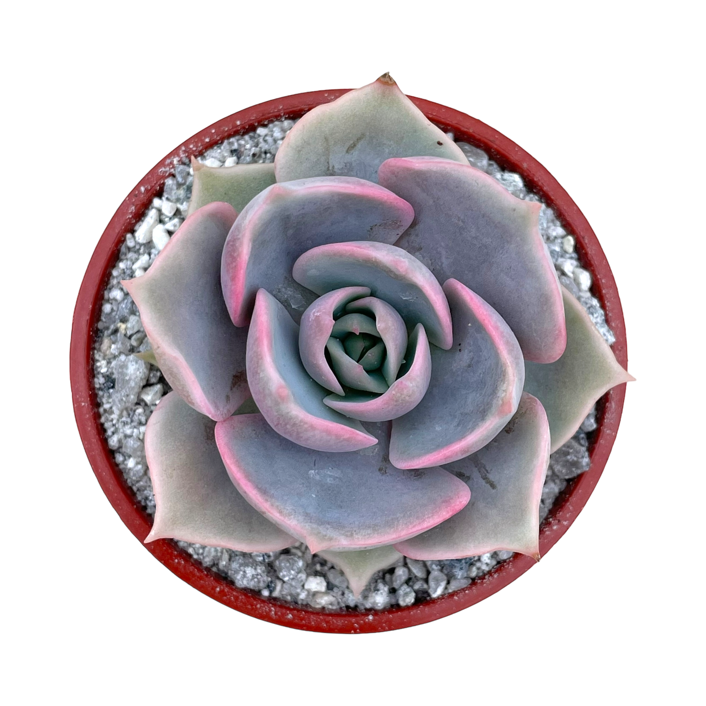 Echeveria 'Holy Gate'