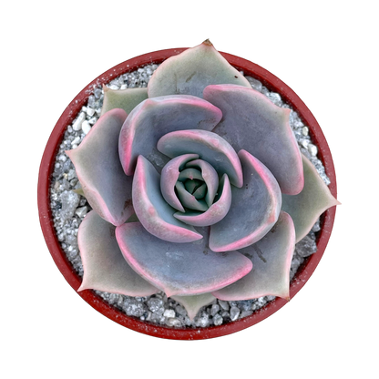 Echeveria 'Holy Gate'