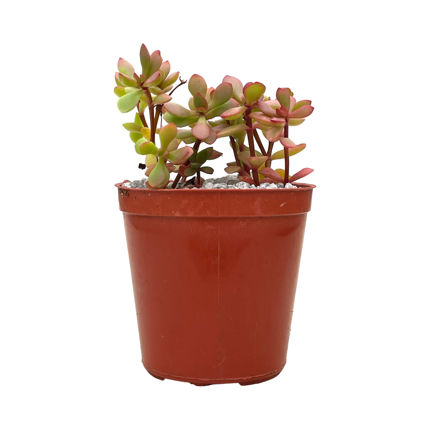 Crassula pubescens ssp. radicans