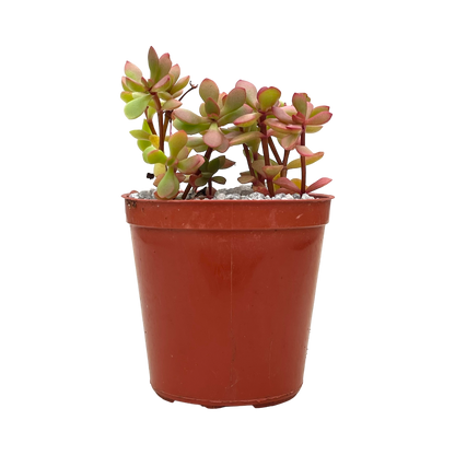 Crassula pubescens ssp. radicans