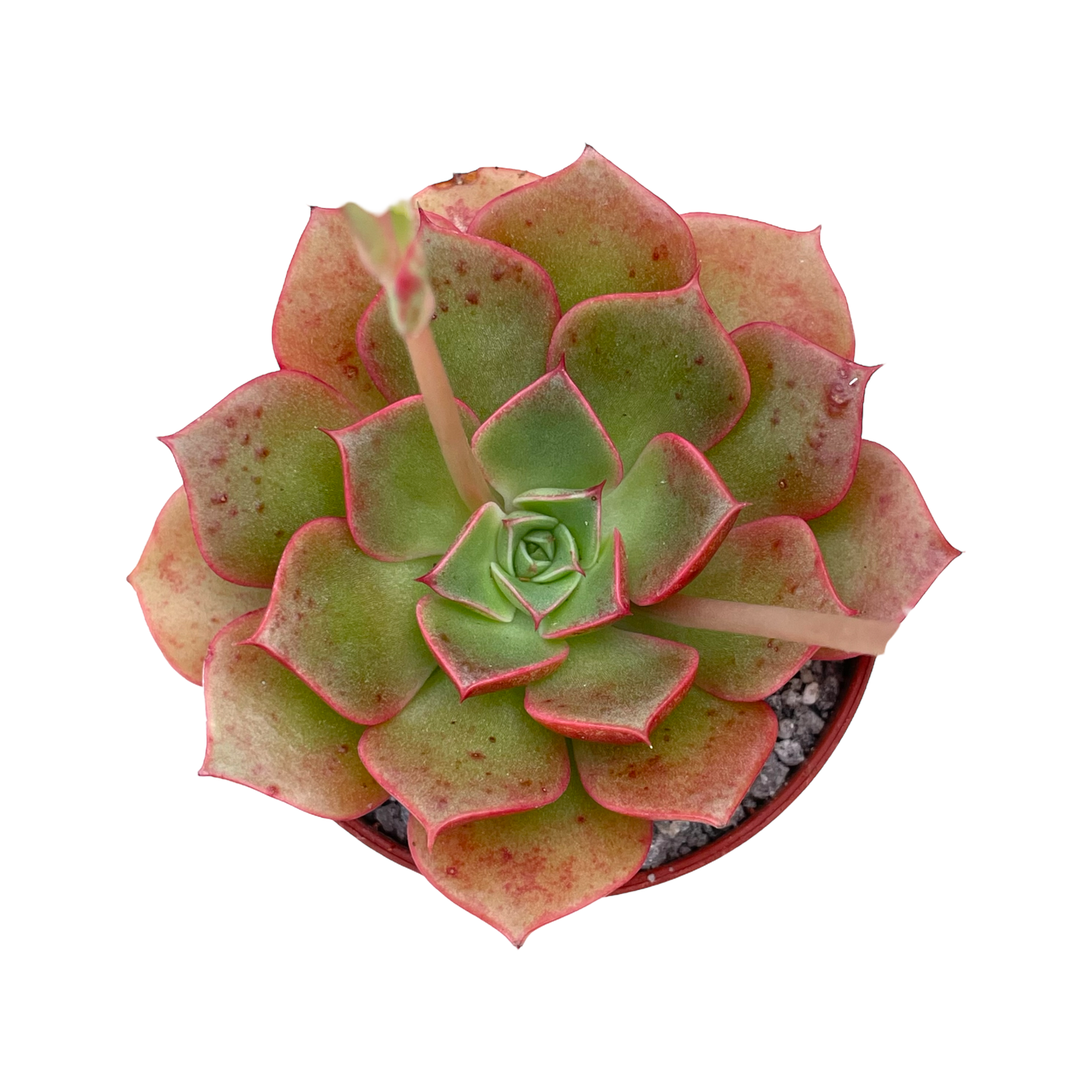 Echeveria 'Sulphur'