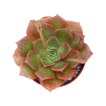 Echeveria 'Sulphur'