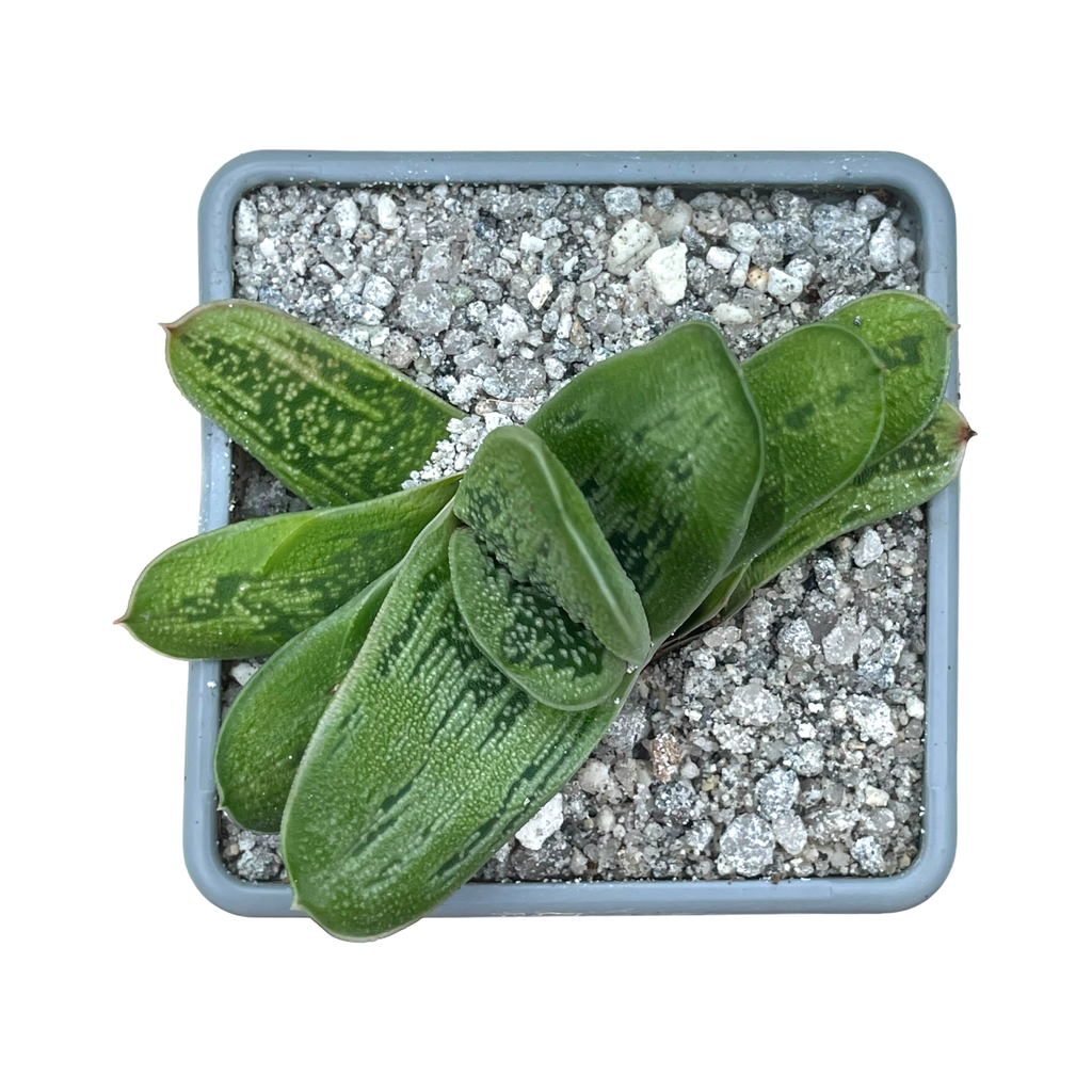 Gasteria 'Lime Warty'