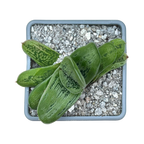 Gasteria 'Lime Warty'