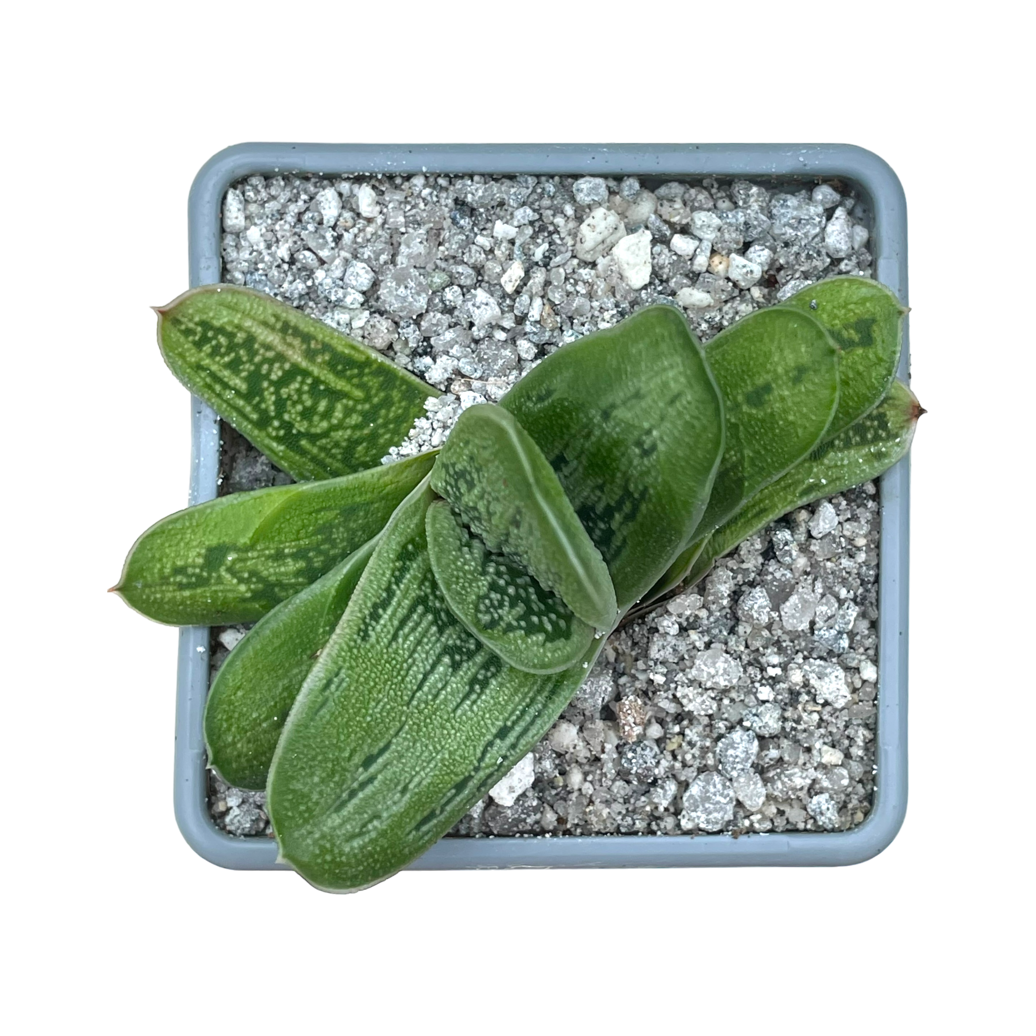 Gasteria 'Lime Warty'