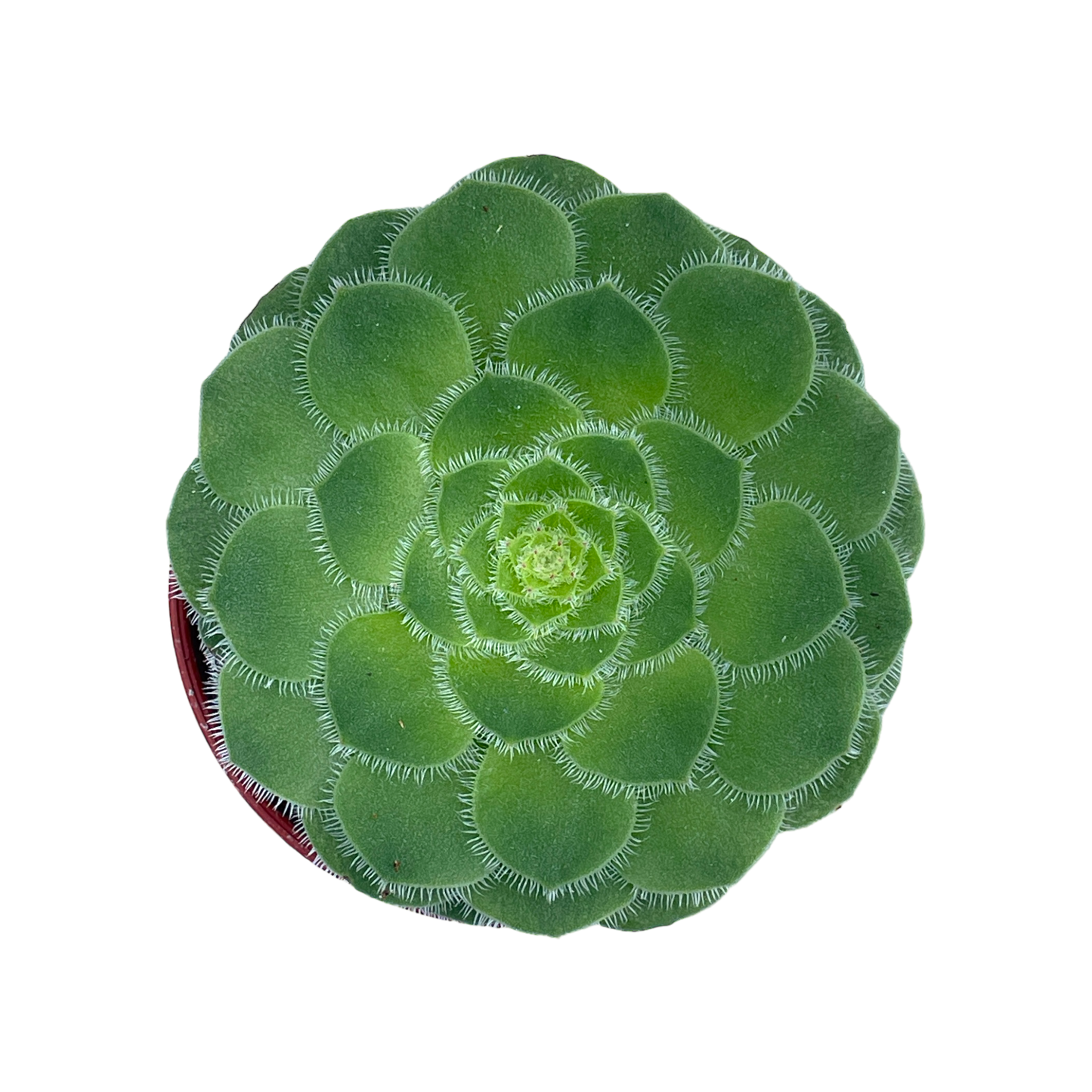 Aeonium tabuliforme