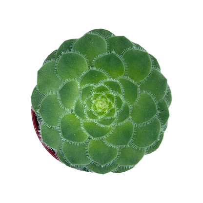 Aeonium tabuliforme