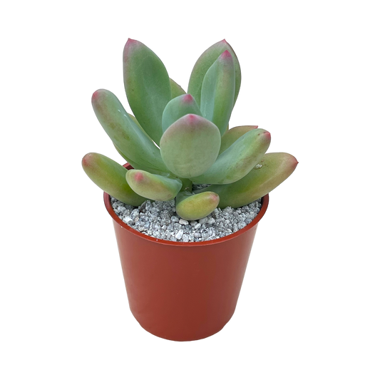 x Pachyveria 'Royal Flush'