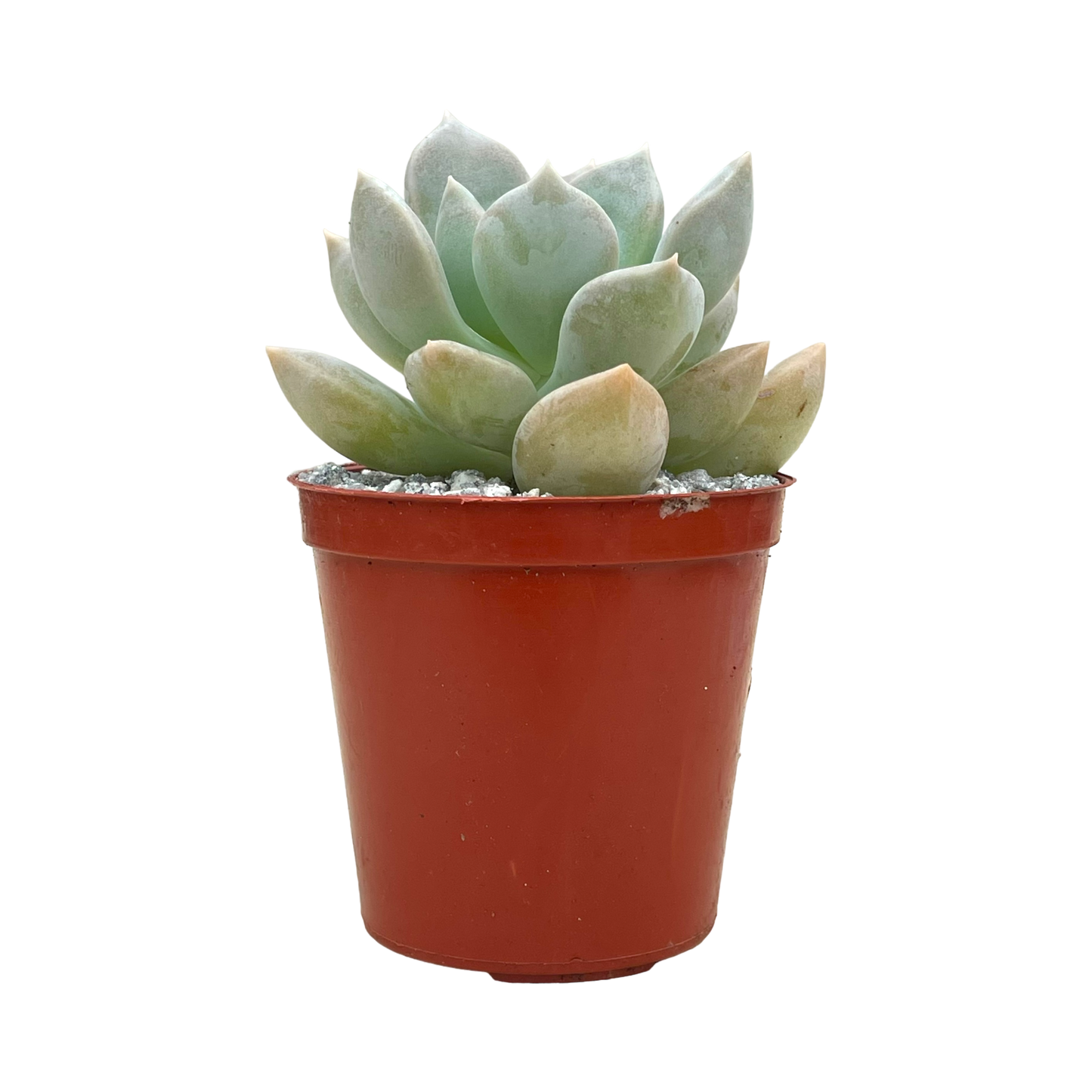 x Graptoveria 'Koala'