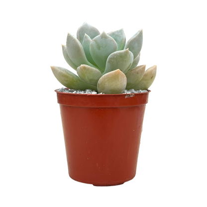 x Graptoveria 'Koala'