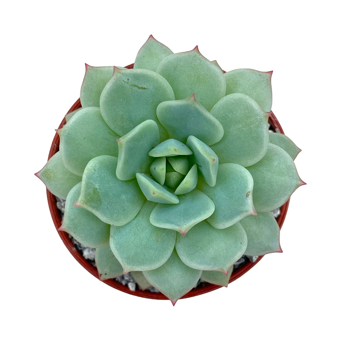 Echeveria derenbergii