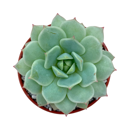 Echeveria derenbergii