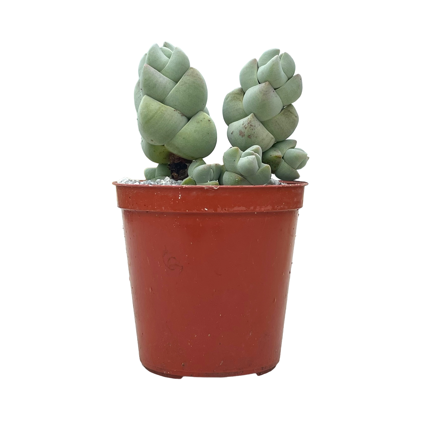 Crassula plegmatoides