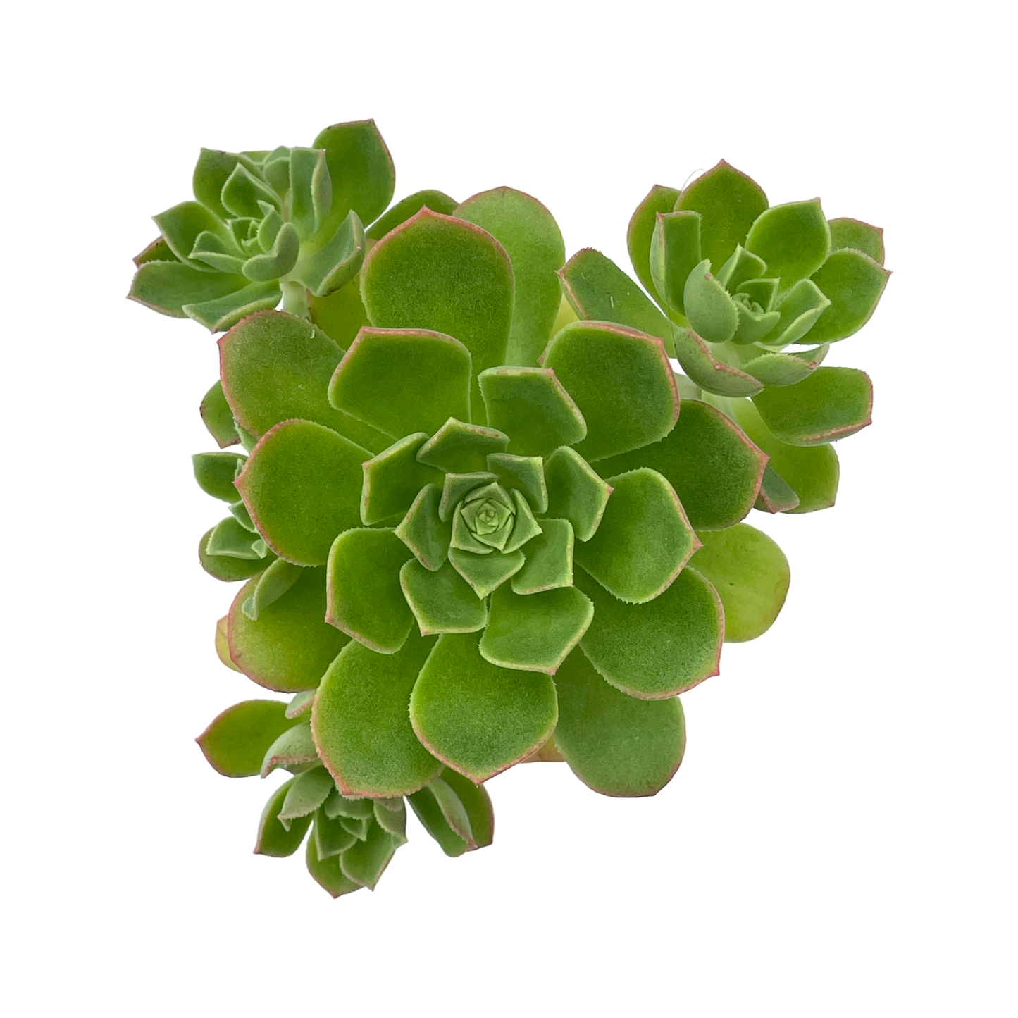 Aeonium castello-paviae var. sarae