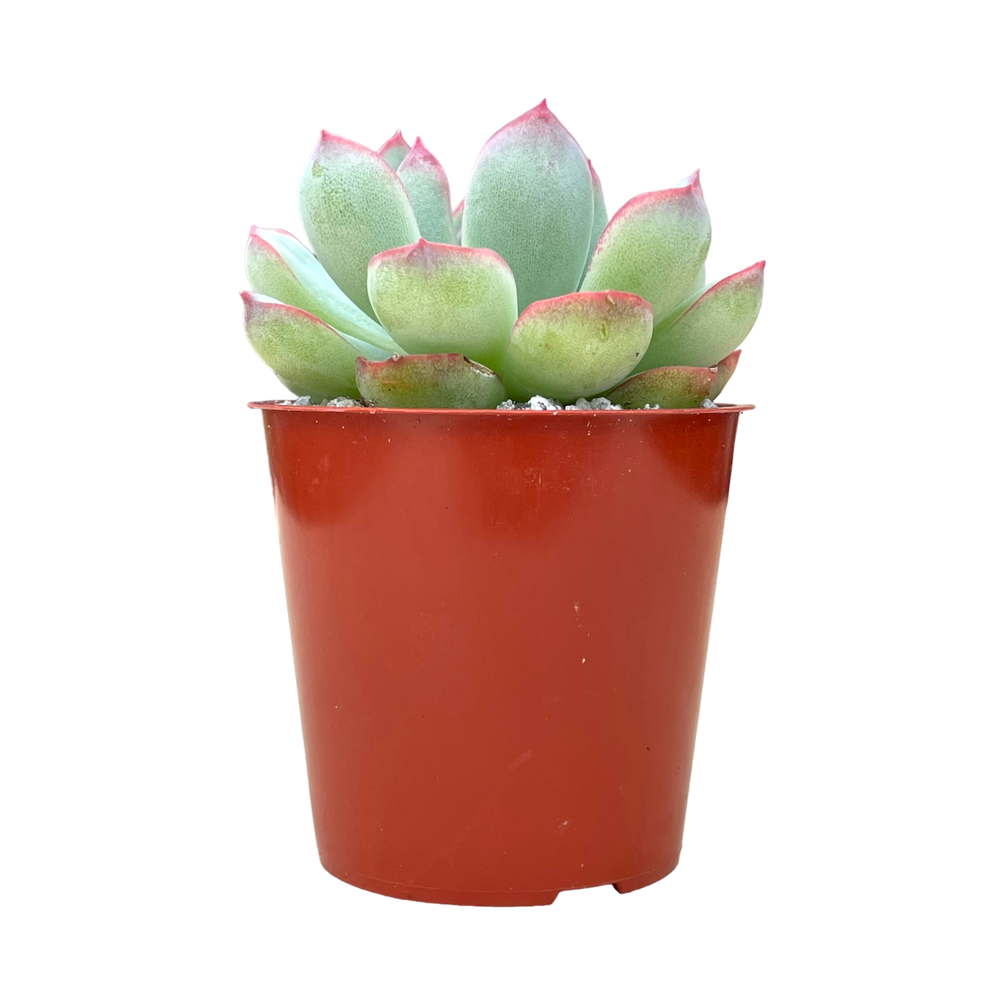 Echeveria 'Ileene'