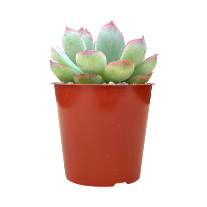 Echeveria 'Ileene'