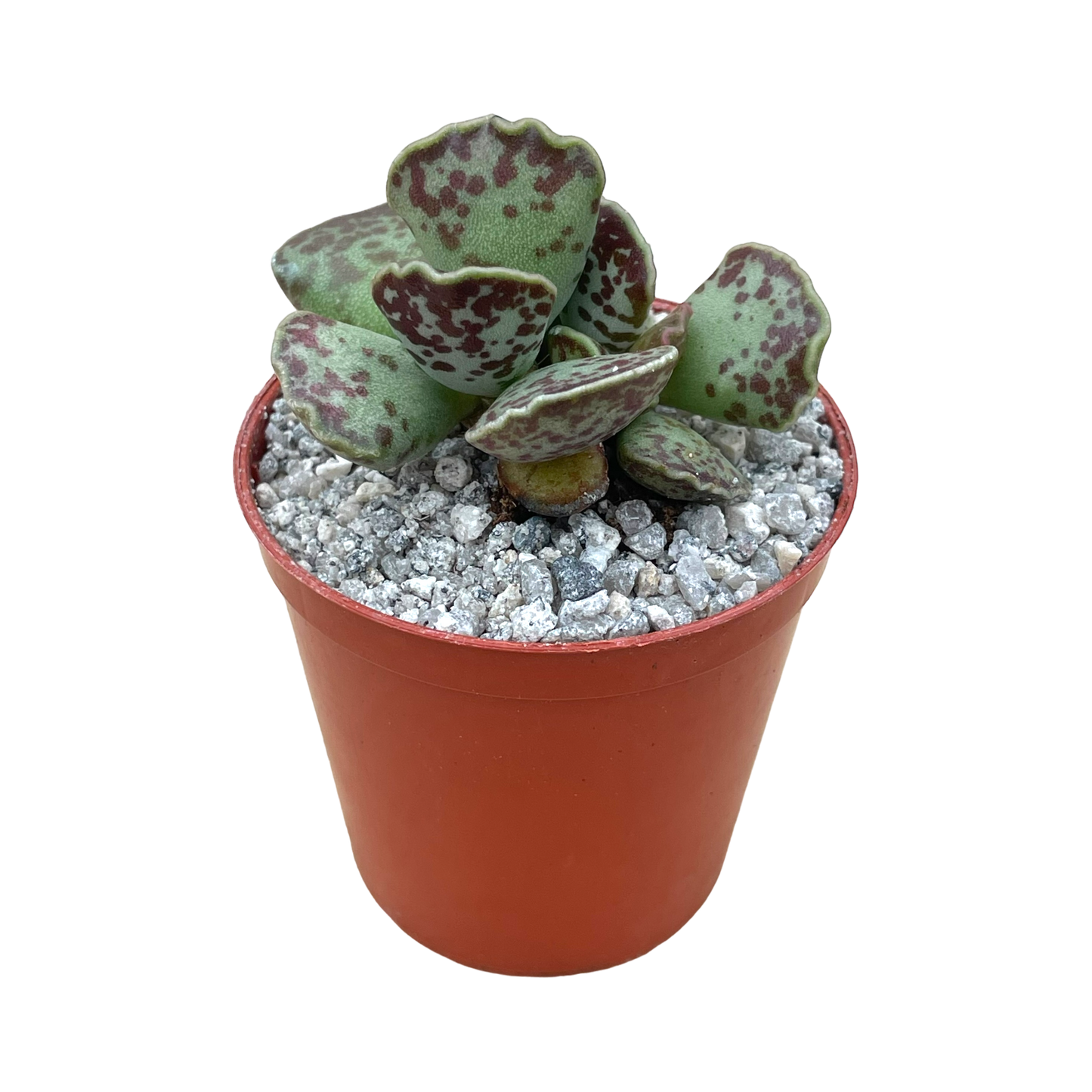 Adromischus cooperi (Plover Eggs Plant)